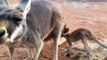 Baby Kangaroo Hops Outside of Mama's Pouch