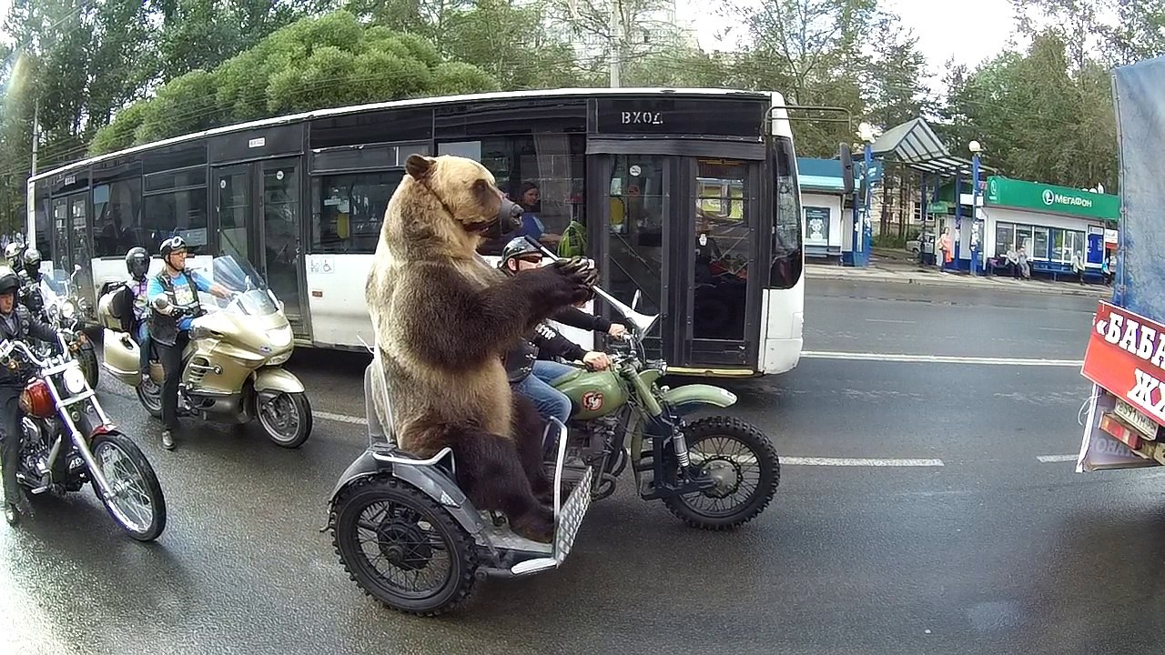 Bear Rides Motorcycle - video Dailymotion