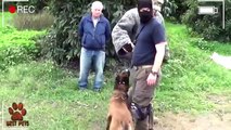 The best Protection Trained Dogs- Malinois-german shepherd