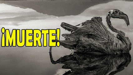El extraño lago que petrifica animales Lago Natrón