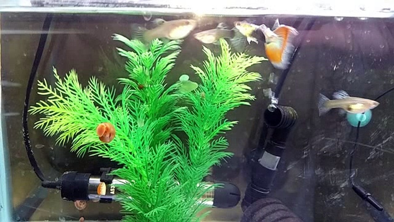 HB RED AOC GUPPIES !!