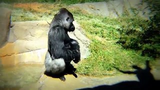 À drôle singes partie le le le le la Zoo |