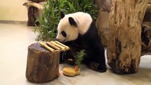圓圓慶生 Happy 9th Birthday to Giant Panda Yuan Yuan
