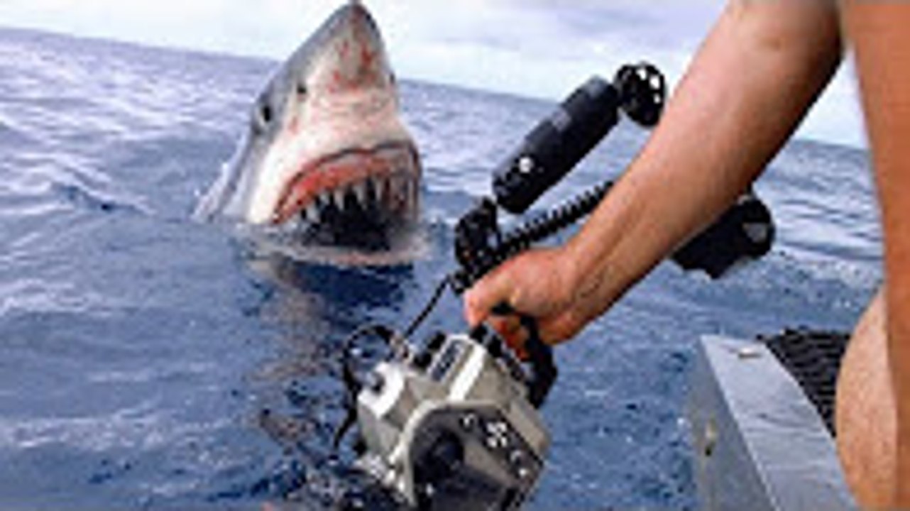 Shark Attack is Recorder by Camera