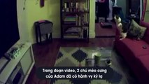 Rùng mình với đoạn clip đồ vật tự di chuyển, mèo cưng có hành vy lạ