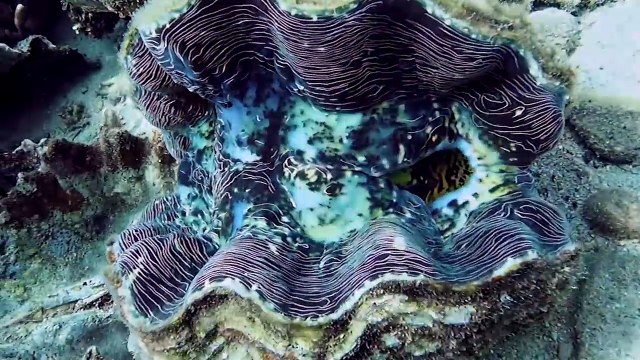 Choáng ngợp trước sự đồ sộ của những “gã khổng lồ” trong tự nhiên