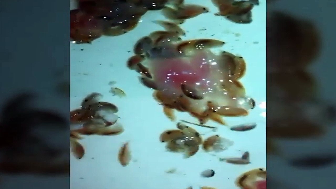 Những loài sinh vật được mệnh danh là những gã “ma cà rồng” khát máu