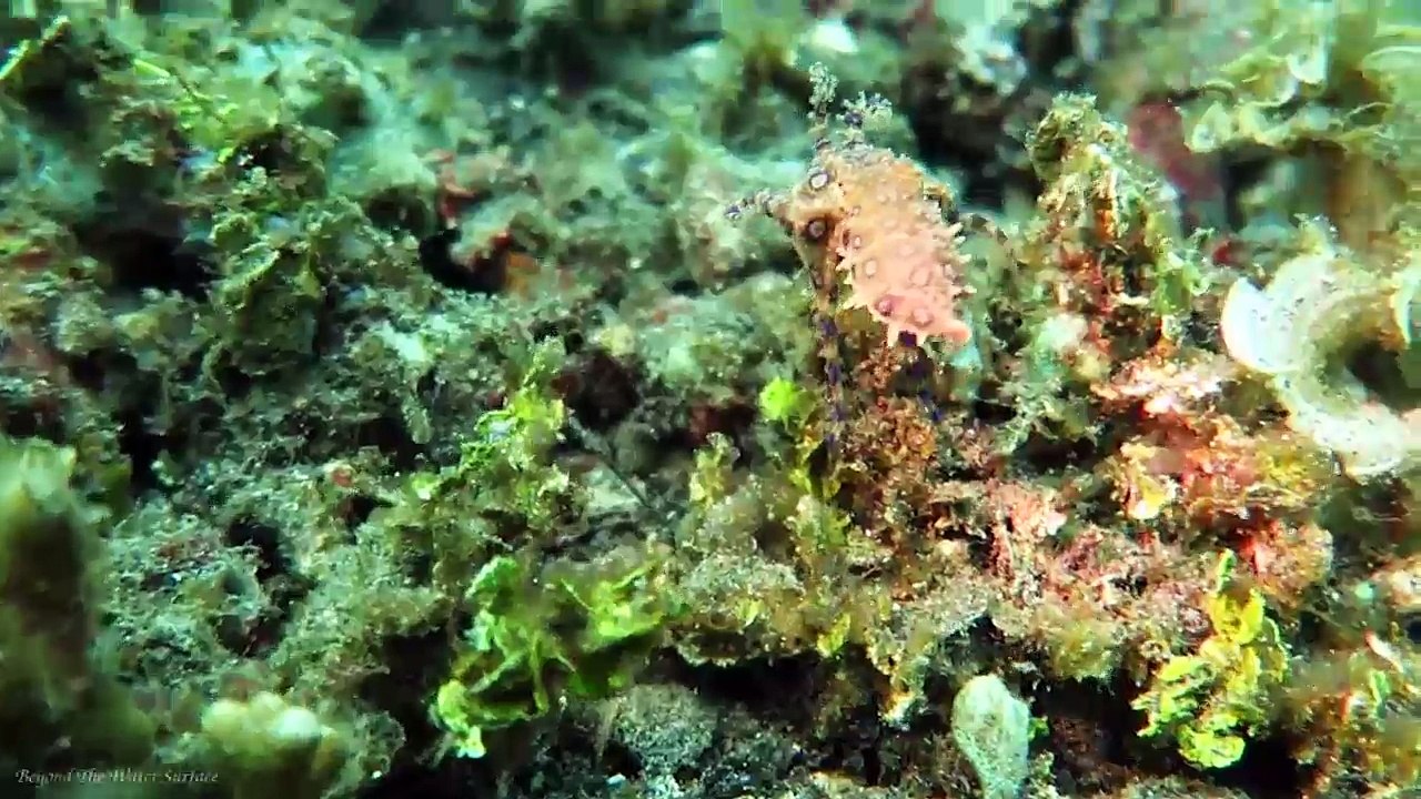 Những sát thủ đại dương ẩn mình trong vỏ bọc thiên thần