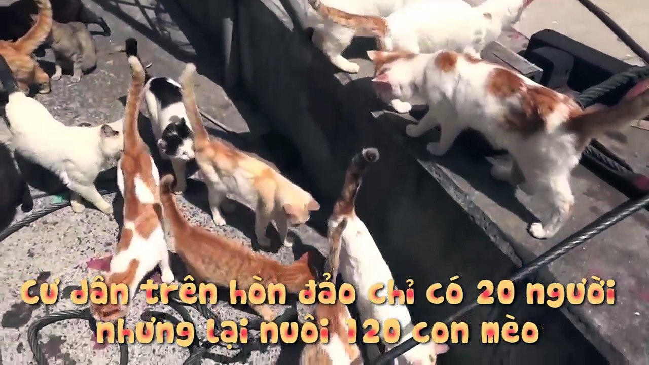 Nếu bạn là fan của các "hoàng thượng" thì hãy một lần đến hòn đảo này