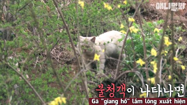 Cảm động với cặp đôi Bên nhau trọn đời phiên bản mèo