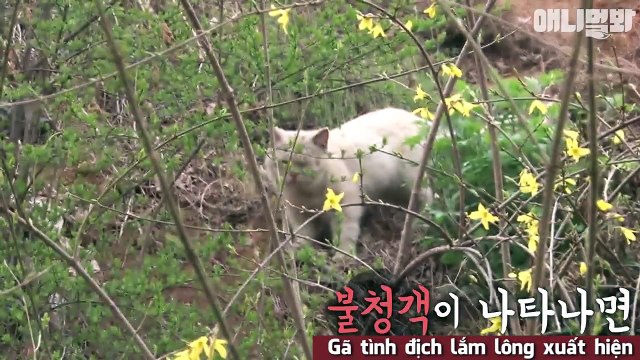 Cảm động với cặp đôi Bên nhau trọn đời phiên bản mèo