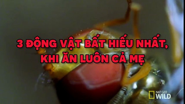 3 loài vật “bất hiếu” nhất thế giới khi ăn luôn cả mẹ mình