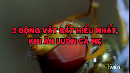 3 loài vật “bất hiếu” nhất thế giới khi ăn luôn cả mẹ mình