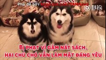 Bị phạt vì gặm nát sách, hai chú chó vẫn làm mặt đáng yêu.