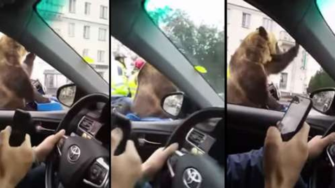 Bear Stuck In Traffic While Going To Work