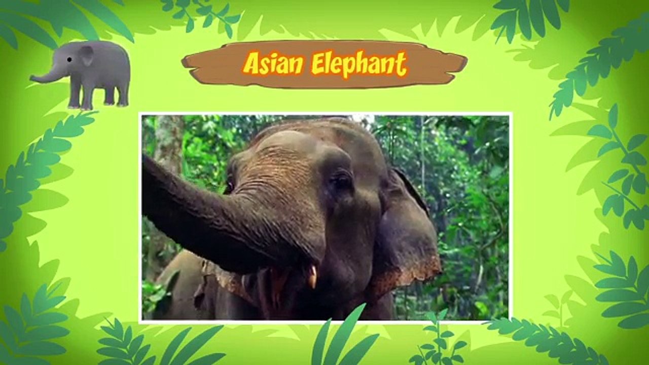 Cartoon | Asian Elephant | Learning For Kids | Leo The Wildlife Ranger ...