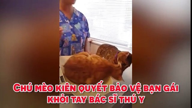 Chú mèo kiên quyết bảo vệ bạn gái khỏi tay bác sĩ thú y.