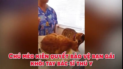Chú mèo kiên quyết bảo vệ bạn gái khỏi tay bác sĩ thú y.