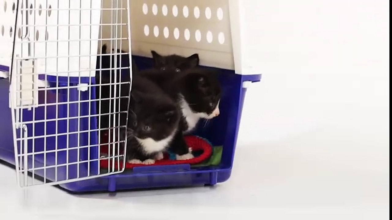 Phản ứng đáng yêu của "hoàng thượng" bé nhỏ lần đầu gặp boss