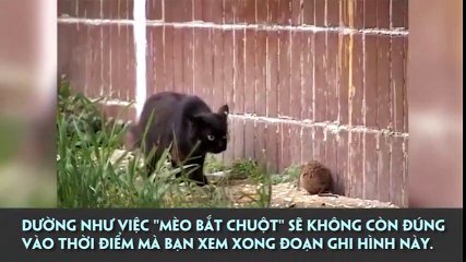 Trận chiến không tưởng: 5 con mèo đầu hàng "siêu chuột"