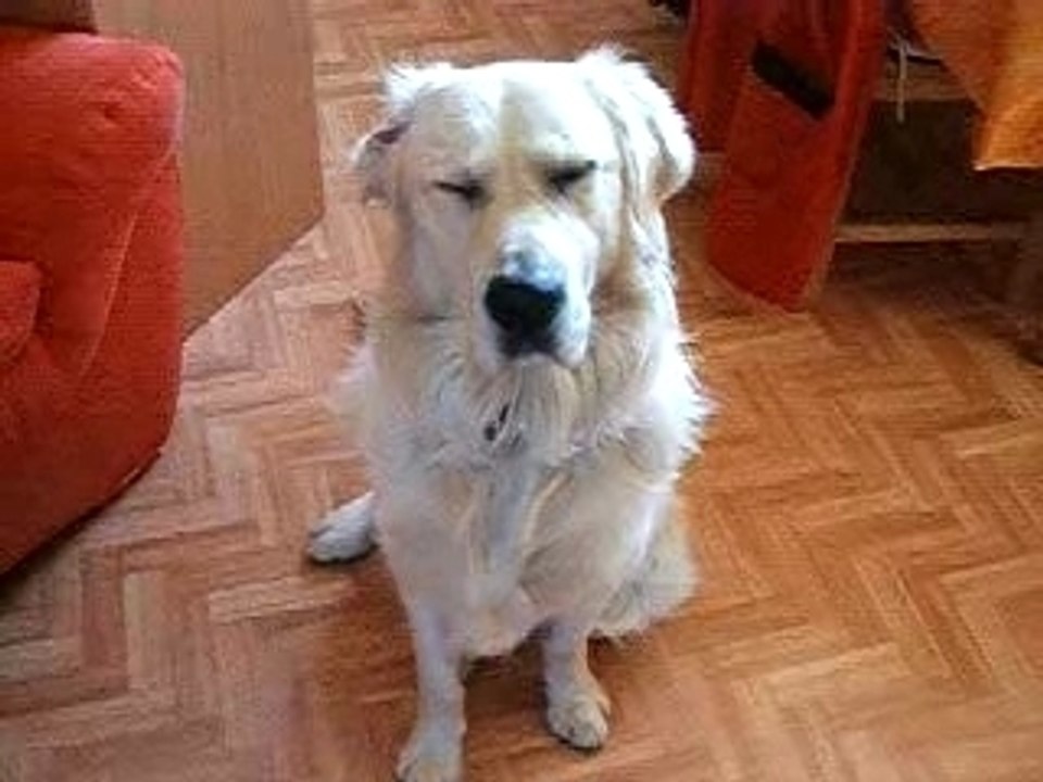 dur dur la vie de chien ;-)