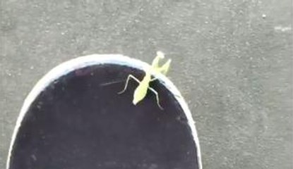 Skateboarder Makes Friends With Praying Mantis Until Disaster Strikes