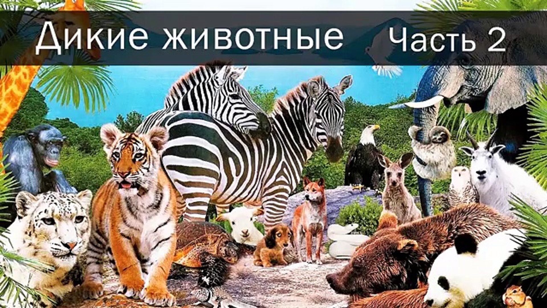 ⁣[ ДИКИЕ ЖИВОТНЫЕ для ДЕТЕЙ 2 ] Развивающие ВИДЕО про животных для детей в высоком качестве