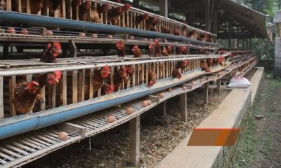 Warga Gunung Agung Jual Ternak Harga Diskon