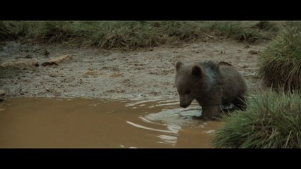 The Bear (1988) - Clip:  Cub Nurses Bear's Wound