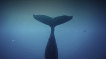 Humpback Whales - Clip: Humpback Songs