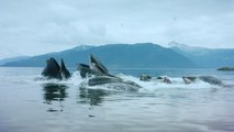 Humpback Whales - Clip: The Mouth Of A Humpback Whale