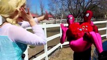 Frozen Elsa & Spiderman Break-Up?! w/ Maleficent Pink Spidergirl Venom TOYS! Funny Superhe