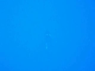 Chasse sous marine, des Martiniquais à Vieux Fort