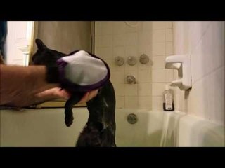 Surprisingly Relaxed Cat Is Treated to a Luxury Bath