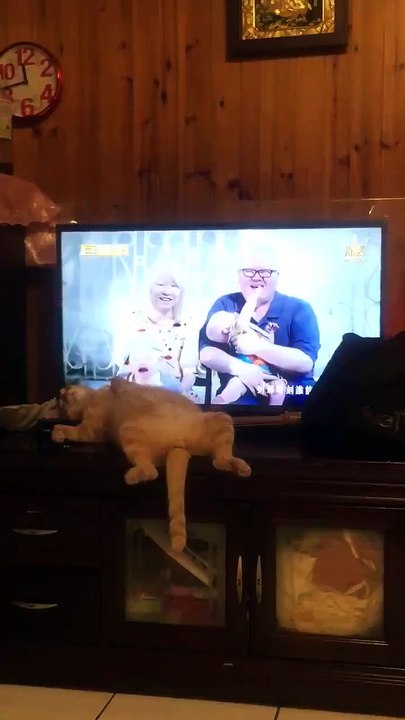 On a retrouvé Garfiel mais en vrai... Chat flemmard