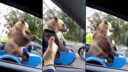 Un ours dans un side car