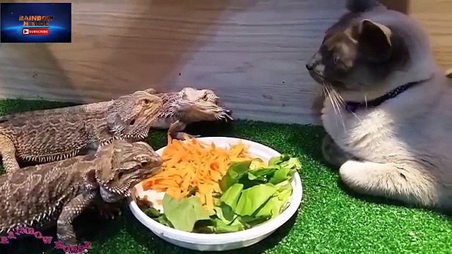 Die besten und lustigsten Katzenvideos der Welt 2017