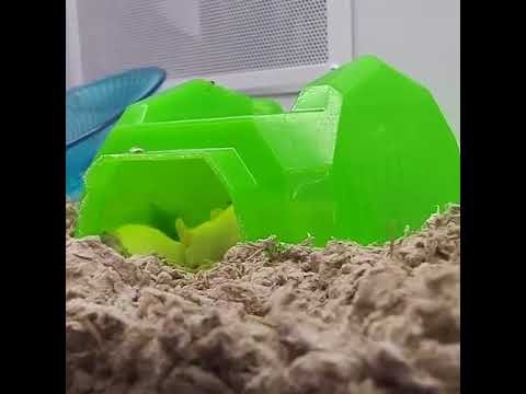 Ever Wonder What Animals in a Pet Store are Really Thinking About?