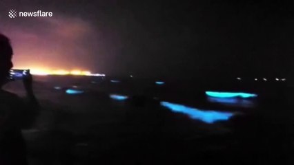 Stunning Bioluminescent Beach in Northern China ✨