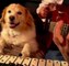 Gitar Çalan Sahibine Ksilofon İle Eşlik Eden Köpek İzlenme Rekoru Kırdı