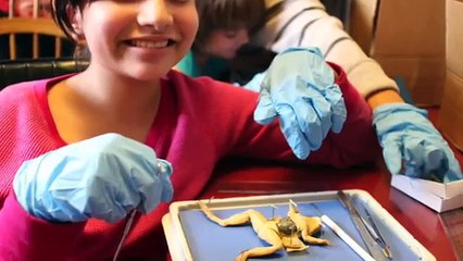Dissecting a frog Home School Science- Day 523 | ActOutGames