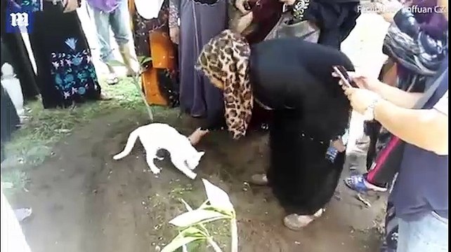 Chú mèo không chịu rời mộ người chủ đã chết