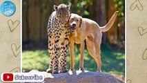Unusual Animal Friendships That Will Melt Your Heart