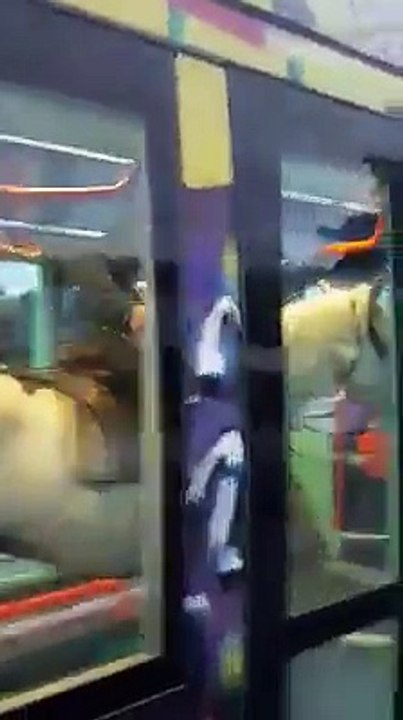 Il monte à cheval dans le tramway de Montpellier