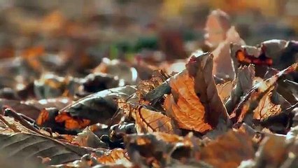 The Enigma of Franek Kluski | Documentary