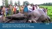 Elephants hit by speeding train in India | elephant in india