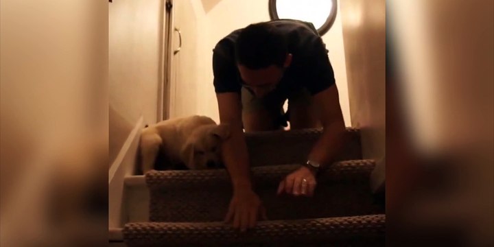 Un homme apprend à son chiot à descendre les escaliers !