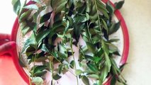 grow hair 1 inch in 10 days | Curry leaf herbal oil | Starnatural beauties