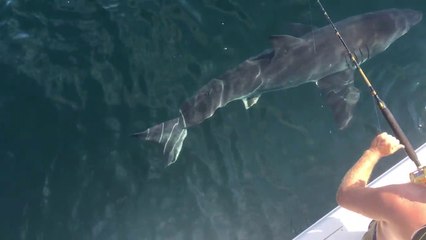 Croiser un grand requin blanc en balade en bateau.. normal !