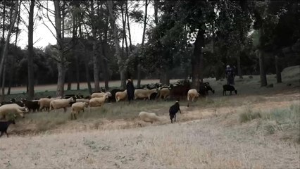 هذا الصباح- مدينة إسبانية تكافح حرائق الغابات بالأغنام